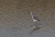 DPPhotography - Lesvos - Marsh sandpiper - D