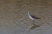 DPPhotography - Lesvos - Marsh sandpiper - E