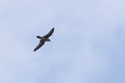 DPPhotography - Lesvos - Peregrine - A