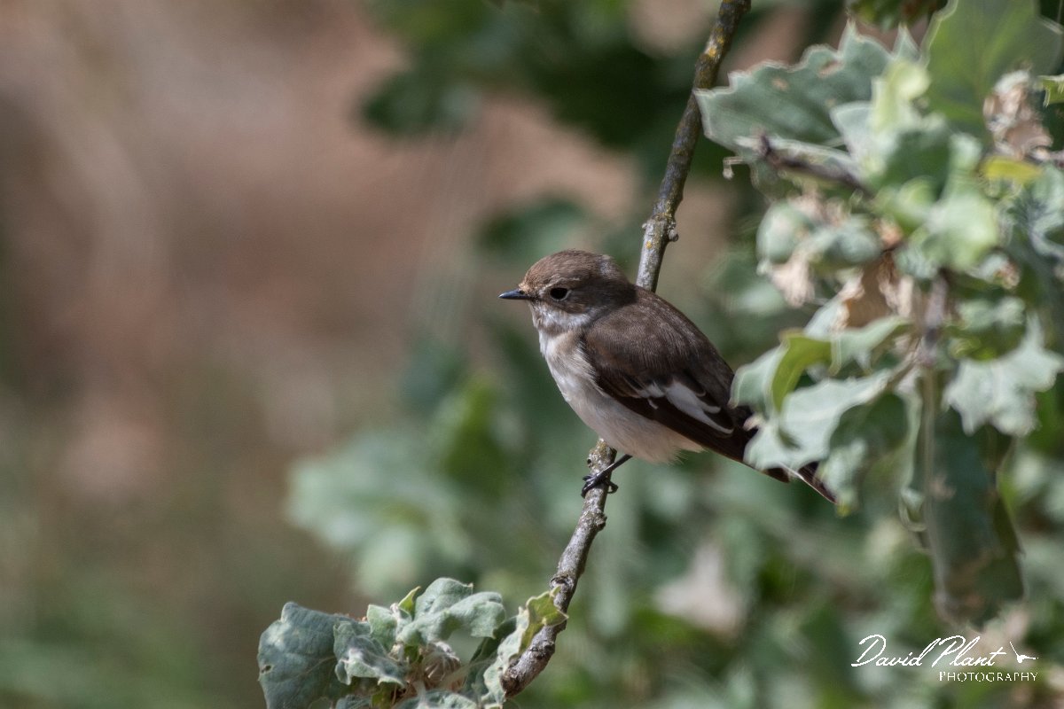 DPPhotography - Lesvos - Pied flyctacher - A.jpg - Pied flycatcher - Ipsilou Monastery, Lesvos