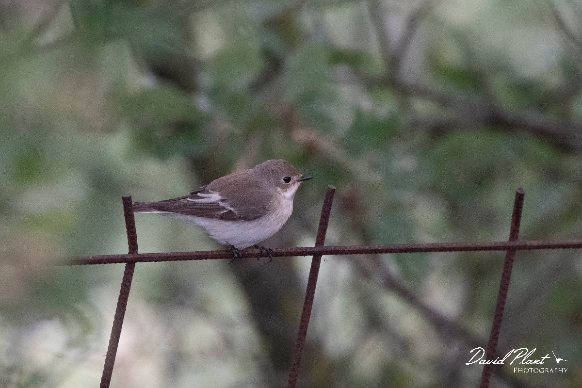 DPPhotography - Lesvos - Pied flyctacher - B.jpg - Pied flycatcher - Ipsilou Monastery, Lesvos
