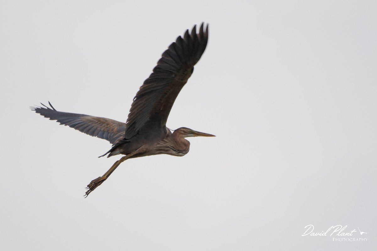 DPPhotography - Lesvos - Purple heron - A.jpg - Purple heron - Metochi Lake, Lesvos