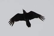 DPPhotography - Lesvos - Raven - A