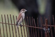DPPhotography - Lesvos - Red-backed shrike - A