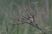 DPPhotography - Lesvos - Red-backed shrike - B