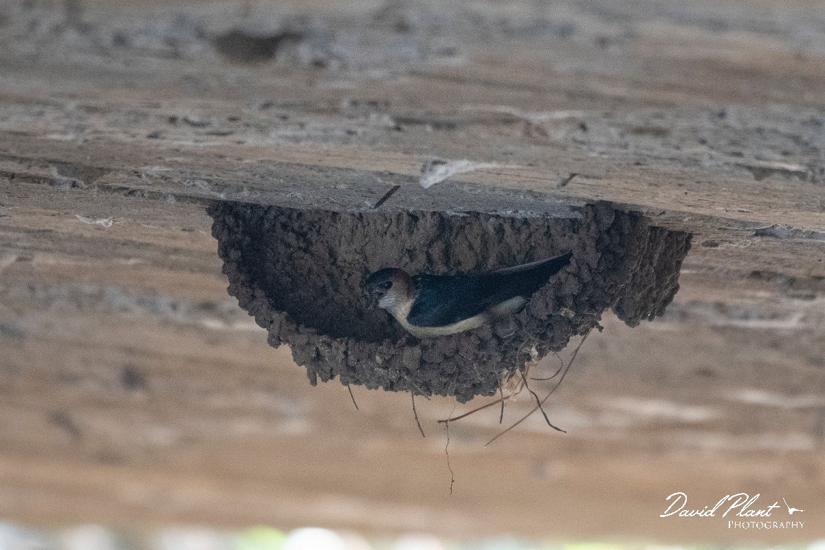 DPPhotography - Lesvos - Red-rumped swallow - A.jpg - Red-rumped swallow - Achladeri forest, Lesvos