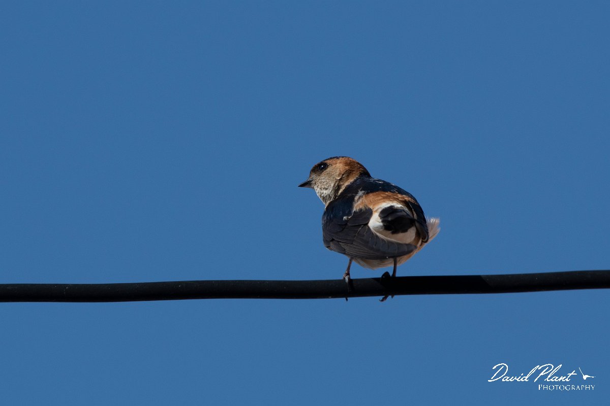 DPPhotography - Lesvos - Red-rumped swallow - B.jpg - Red-rumped swallow - Anaxos, Lesvos