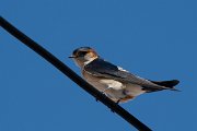 DPPhotography - Lesvos - Red-rumped swallow - C