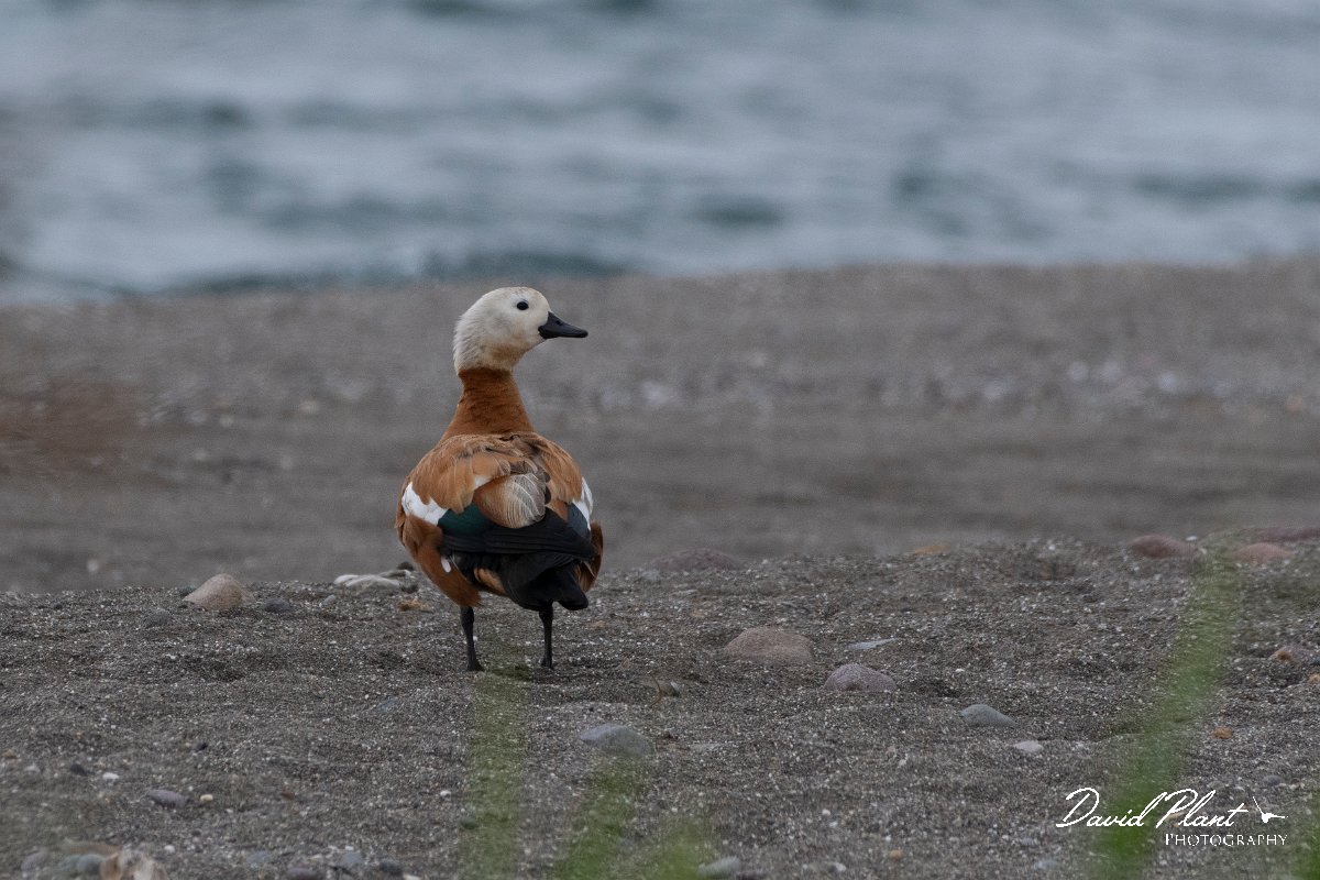 DPPhotography - Lesvos - Ruddy shelduck - A.jpg - Ruddy shelduck - Faneromeni, Lesvos