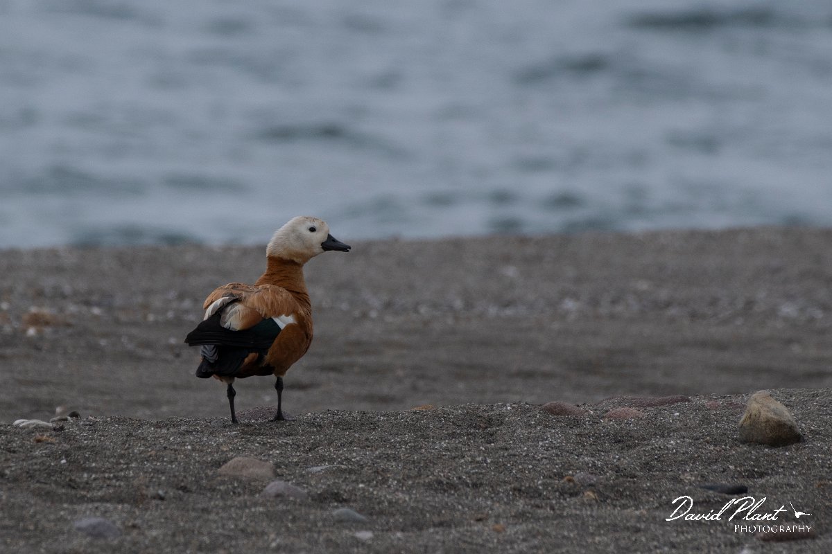 DPPhotography - Lesvos - Ruddy shelduck - B.jpg - Ruddy shelduck - Faneromeni, Lesvos