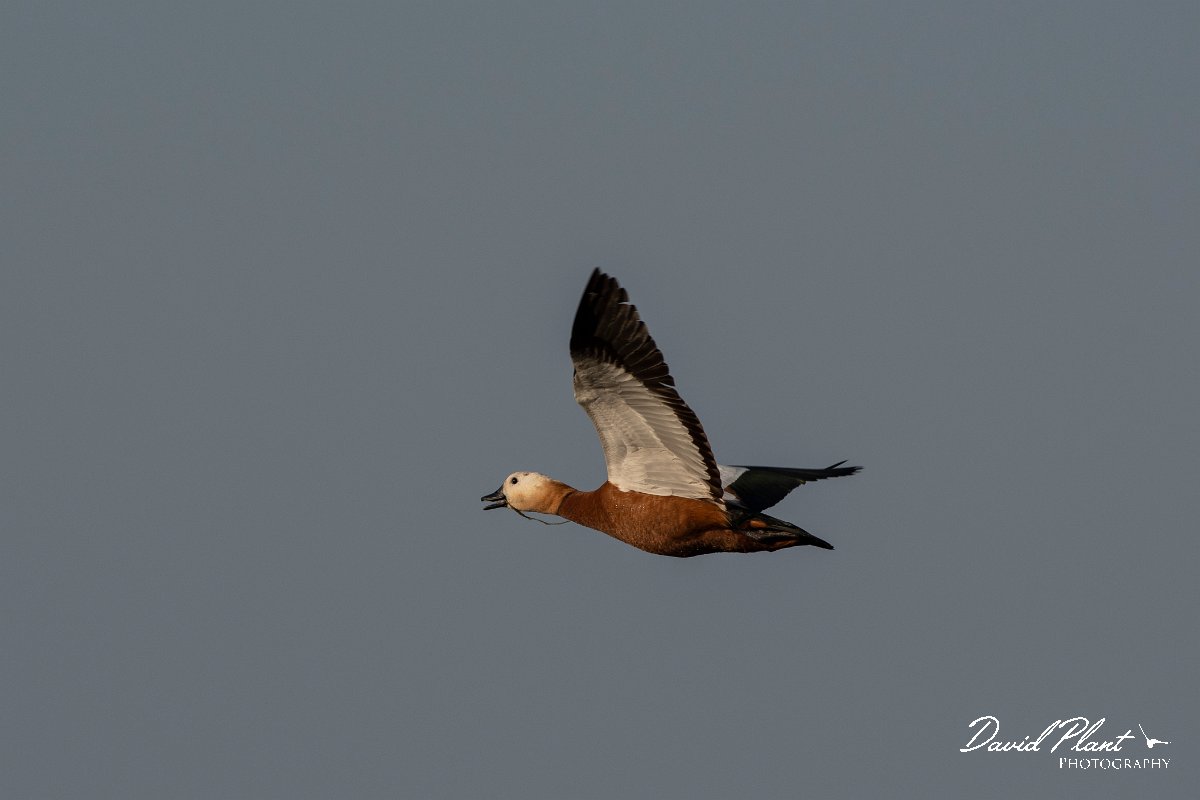 DPPhotography - Lesvos - Ruddy shelduck - E.jpg - Ruddy shelduck - Madaros, Lesvos