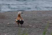 DPPhotography - Lesvos - Ruddy shelduck - A