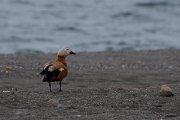 DPPhotography - Lesvos - Ruddy shelduck - B