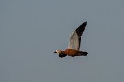 DPPhotography - Lesvos - Ruddy shelduck - D