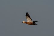 DPPhotography - Lesvos - Ruddy shelduck - E