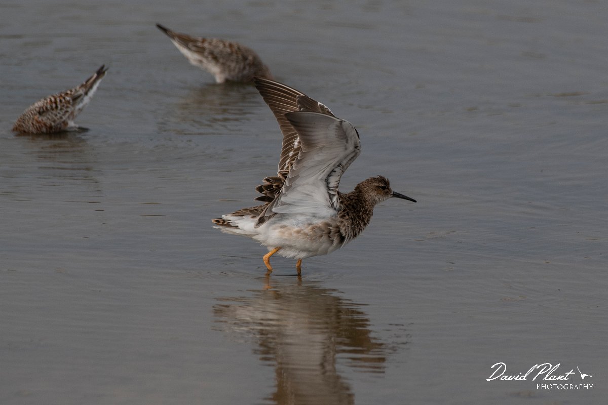 DPPhotography - Lesvos - Ruff - A.jpg - Ruff - Kalloni saltpans, Lesvos