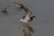 DPPhotography - Lesvos - Ruff - A