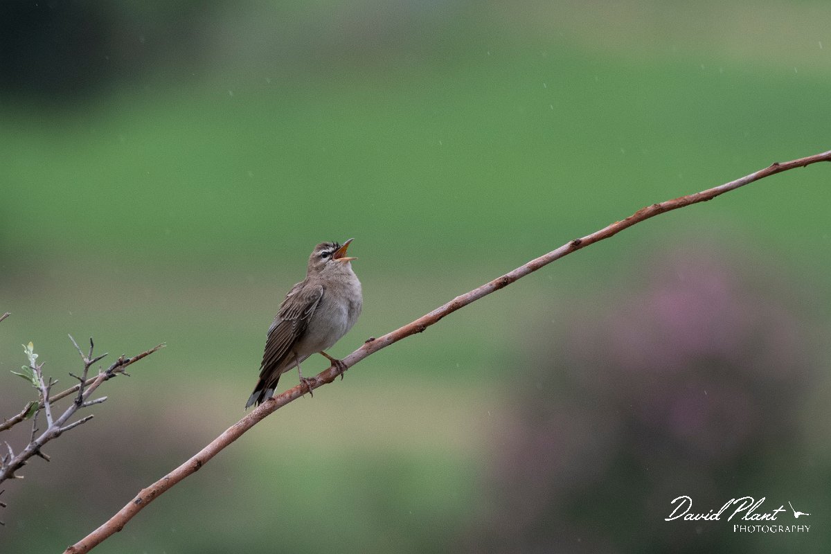 DPPhotography - Lesvos - Rufous scrub-robin - A.jpg - Rufous scrub robin - Madaros, Lesvos