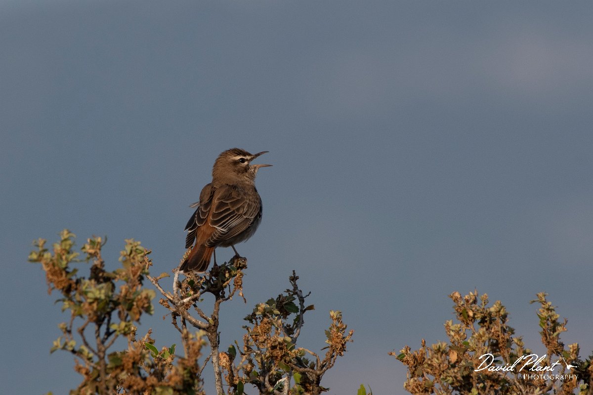 DPPhotography - Lesvos - Rufous scrub-robin - E.jpg - Rufous scrub robin - Madaros, Lesvos