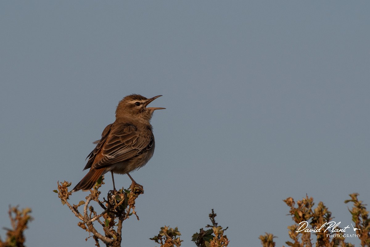 DPPhotography - Lesvos - Rufous scrub-robin - F.jpg - Rufous scrub robin - Madaros, Lesvos