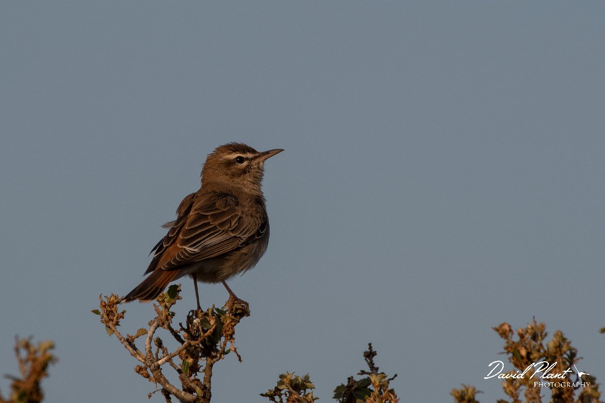 DPPhotography - Lesvos - Rufous scrub-robin - G.jpg - Rufous scrub robin - Madaros, Lesvos