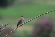 DPPhotography - Lesvos - Rufous scrub-robin - A