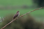 DPPhotography - Lesvos - Rufous scrub-robin - B