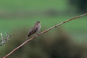DPPhotography - Lesvos - Rufous scrub-robin - C