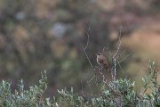 DPPhotography - Lesvos - Rufous scrub-robin - D