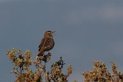 DPPhotography - Lesvos - Rufous scrub-robin - E
