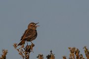 DPPhotography - Lesvos - Rufous scrub-robin - F