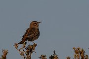 DPPhotography - Lesvos - Rufous scrub-robin - G