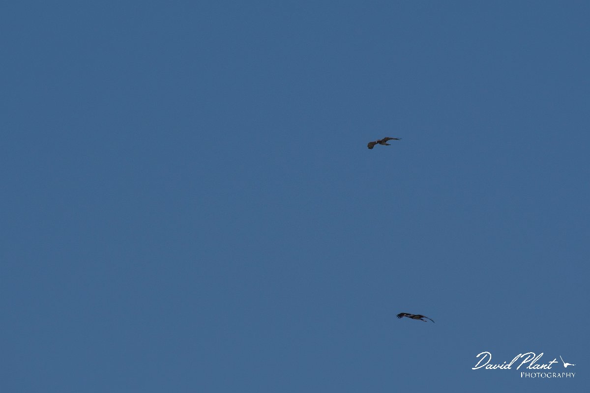 DPPhotography - Lesvos - Short-toed eagle - A.jpg - Short-toed eagle - Achladeri forest, Lesvos