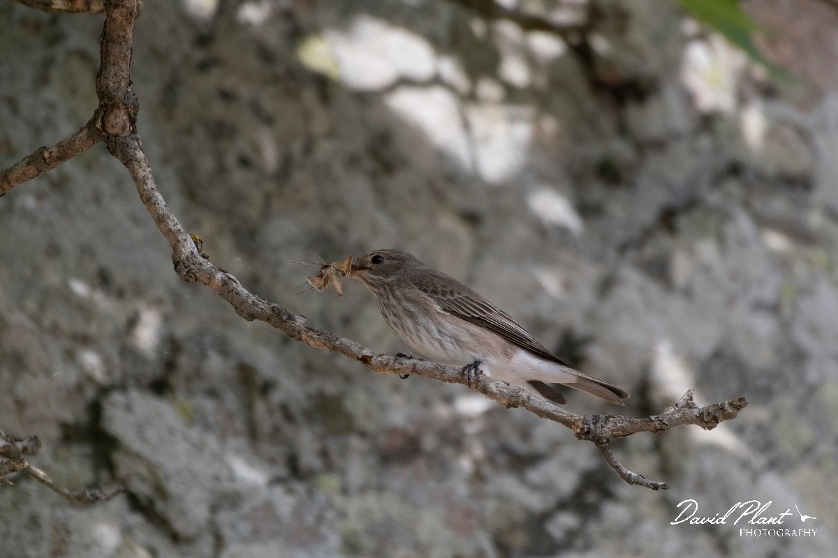 DPPhotography - Lesvos - Spotted flycatcher - A.jpg - Spotted flycatcher - Ipsilou Monastery, Lesvos