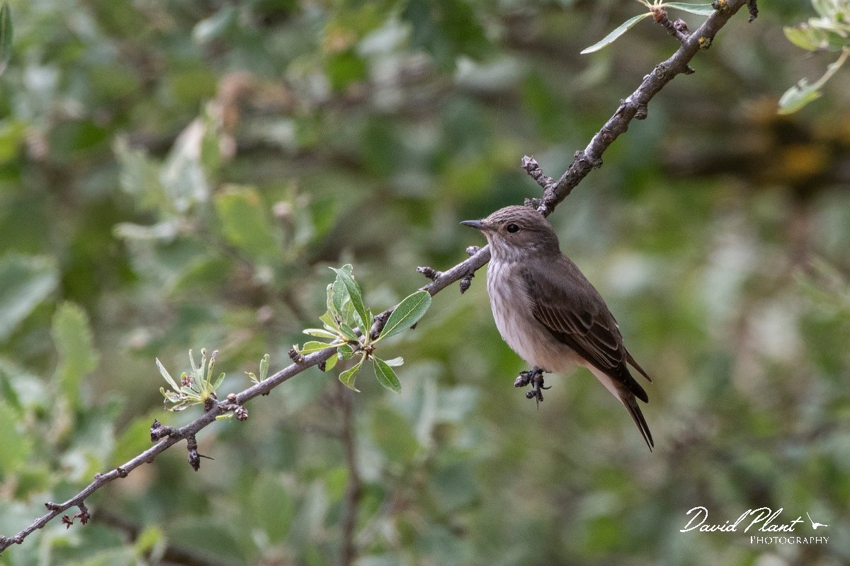 DPPhotography - Lesvos - Spotted flycatcher - E.jpg - Spotted flycatcher - Ipsilou Monastery, Lesvos