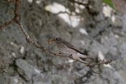 DPPhotography - Lesvos - Spotted flycatcher - A