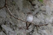 DPPhotography - Lesvos - Spotted flycatcher - C