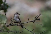DPPhotography - Lesvos - Spotted flycatcher - D
