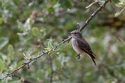 DPPhotography - Lesvos - Spotted flycatcher - E