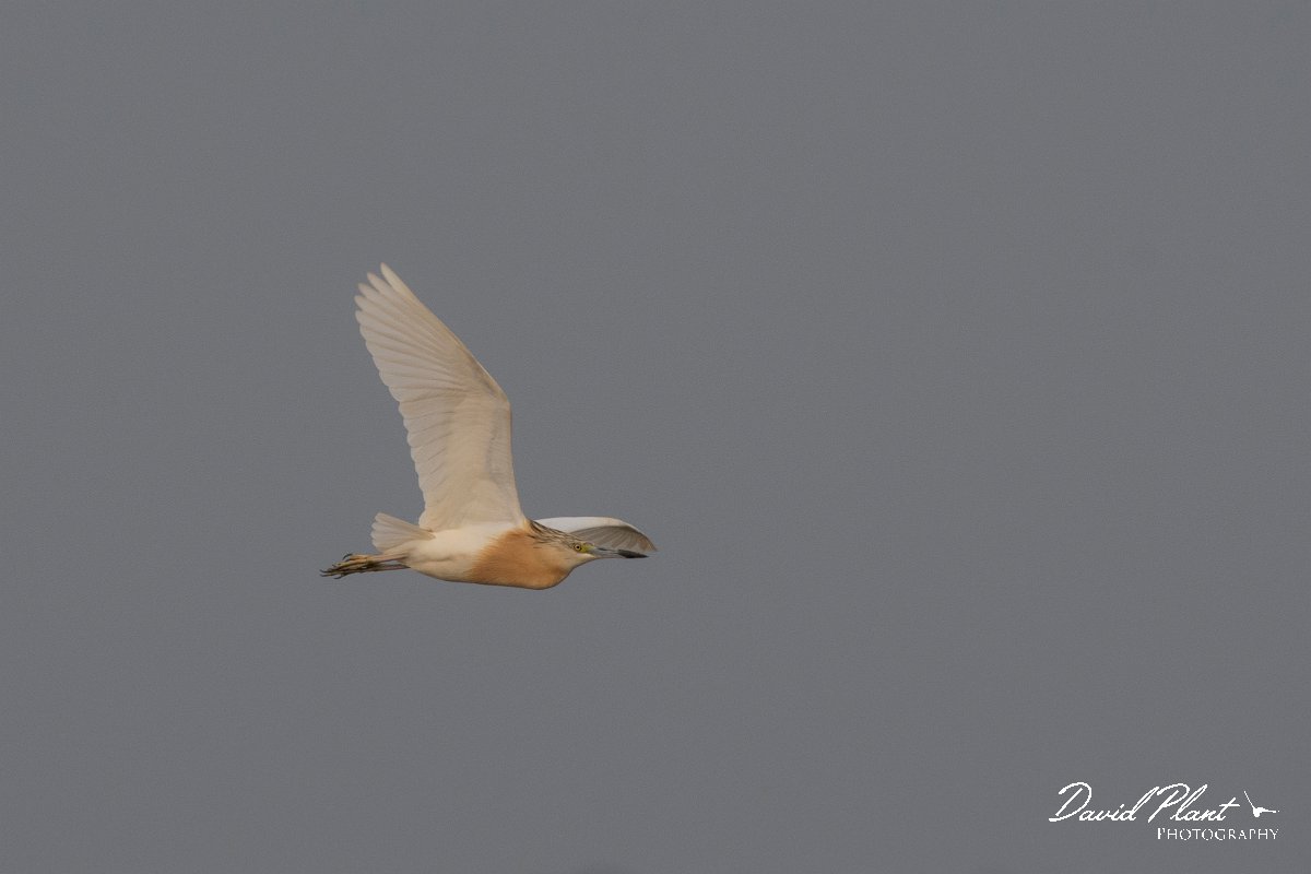 DPPhotography - Lesvos - Squacco heron - A.jpg - Squacco heron - Kalloni saltpans, Lesvos