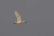 DPPhotography - Lesvos - Squacco heron - A