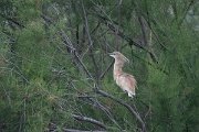DPPhotography - Lesvos - Squacco heron - B