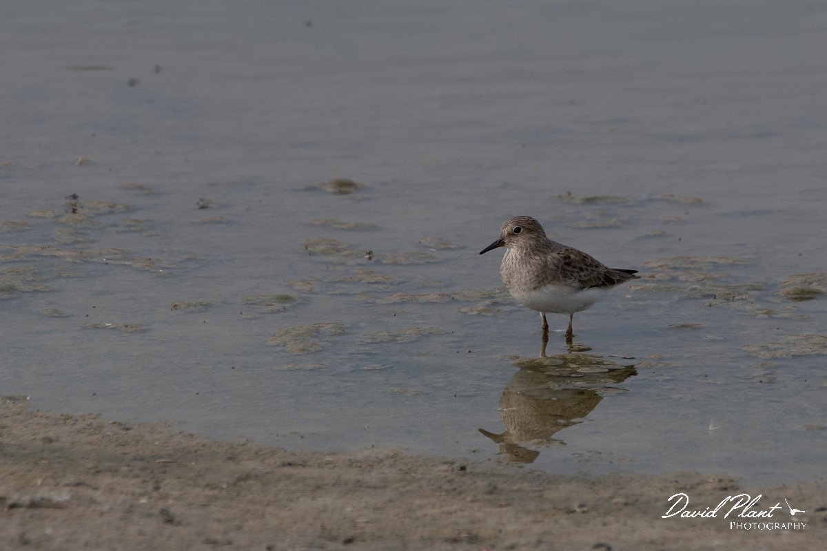 DPPhotography - Lesvos - Temminck's stint - A.jpg - Temminck's stint - Kalloni saltpans, Lesvos