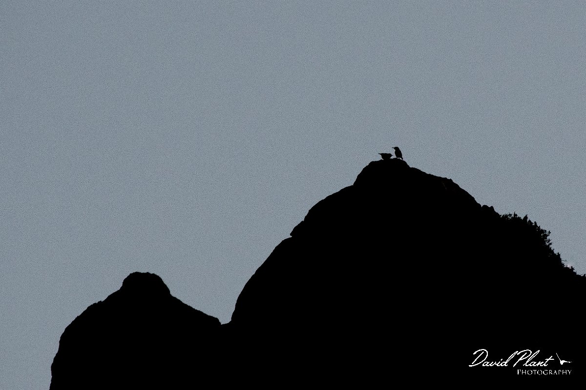 DPPhotography - Lesvos - Western rock nuthatch - A.jpg - Western rock nuthatch - Madaros, Lesvos
