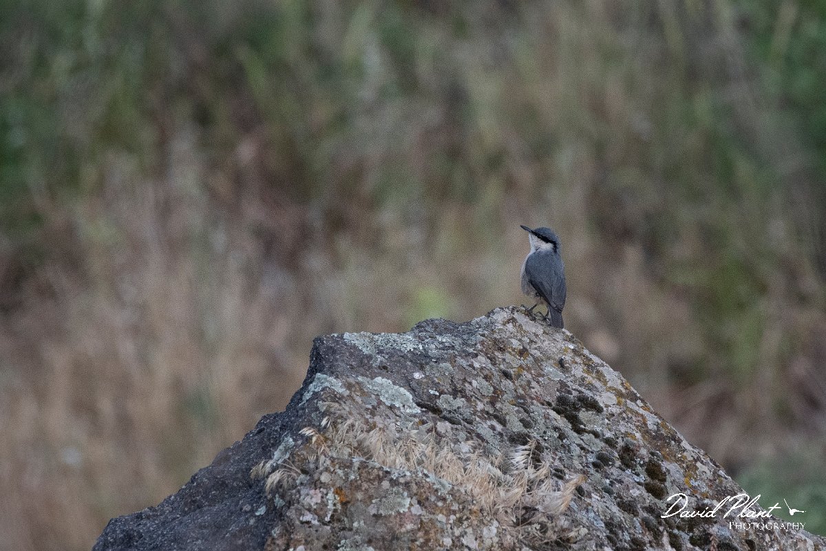 DPPhotography - Lesvos - Western rock nuthatch - C.jpg - Western rock nuthatch - Madaros, Lesvos