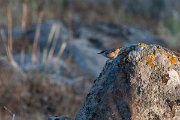 DPPhotography - Lesvos - Western rock nuthatch - B