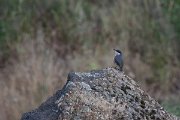 DPPhotography - Lesvos - Western rock nuthatch - C