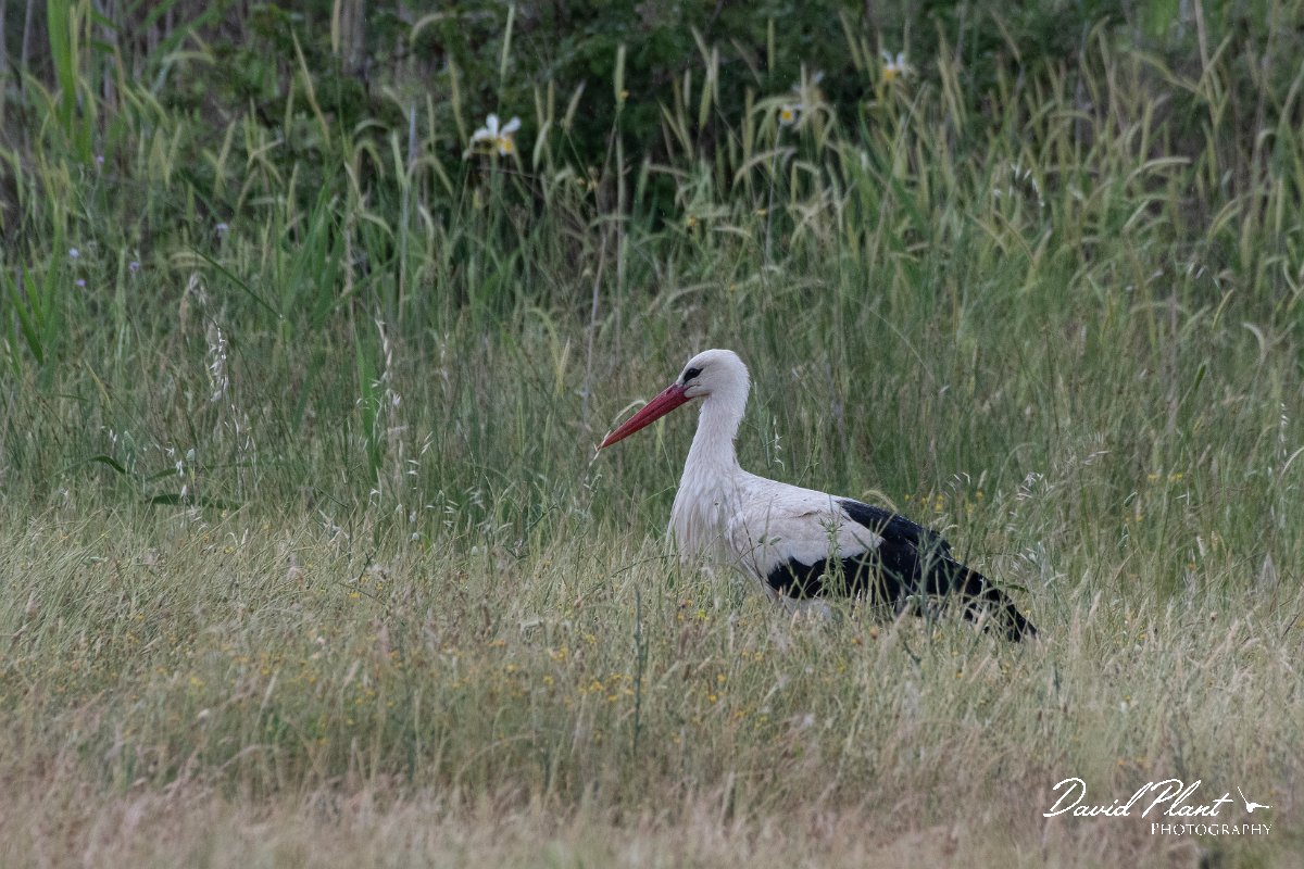 DPPhotography - Lesvos - White stork - A.jpg - White stork - Kalloni saltpans, Lesvos