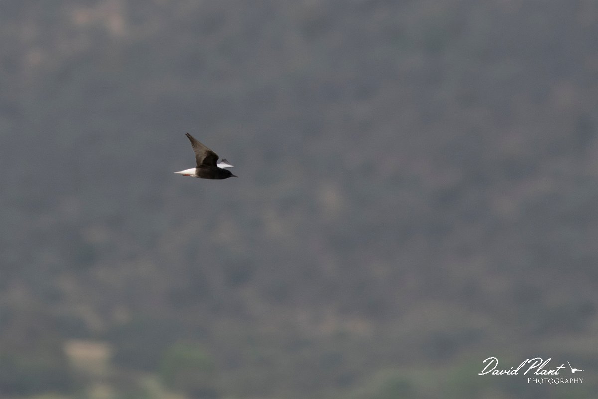DPPhotography - Lesvos - White-winged tern - C.jpg - White-winged tern - Kalloni saltpans, Lesvos