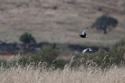 DPPhotography - Lesvos - White-winged tern - A